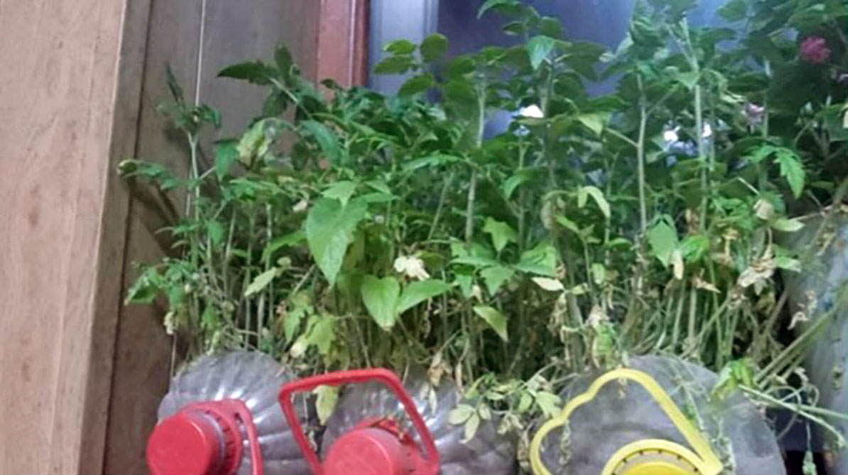 Food Security3