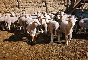 Revitalizing Animal Husbandry