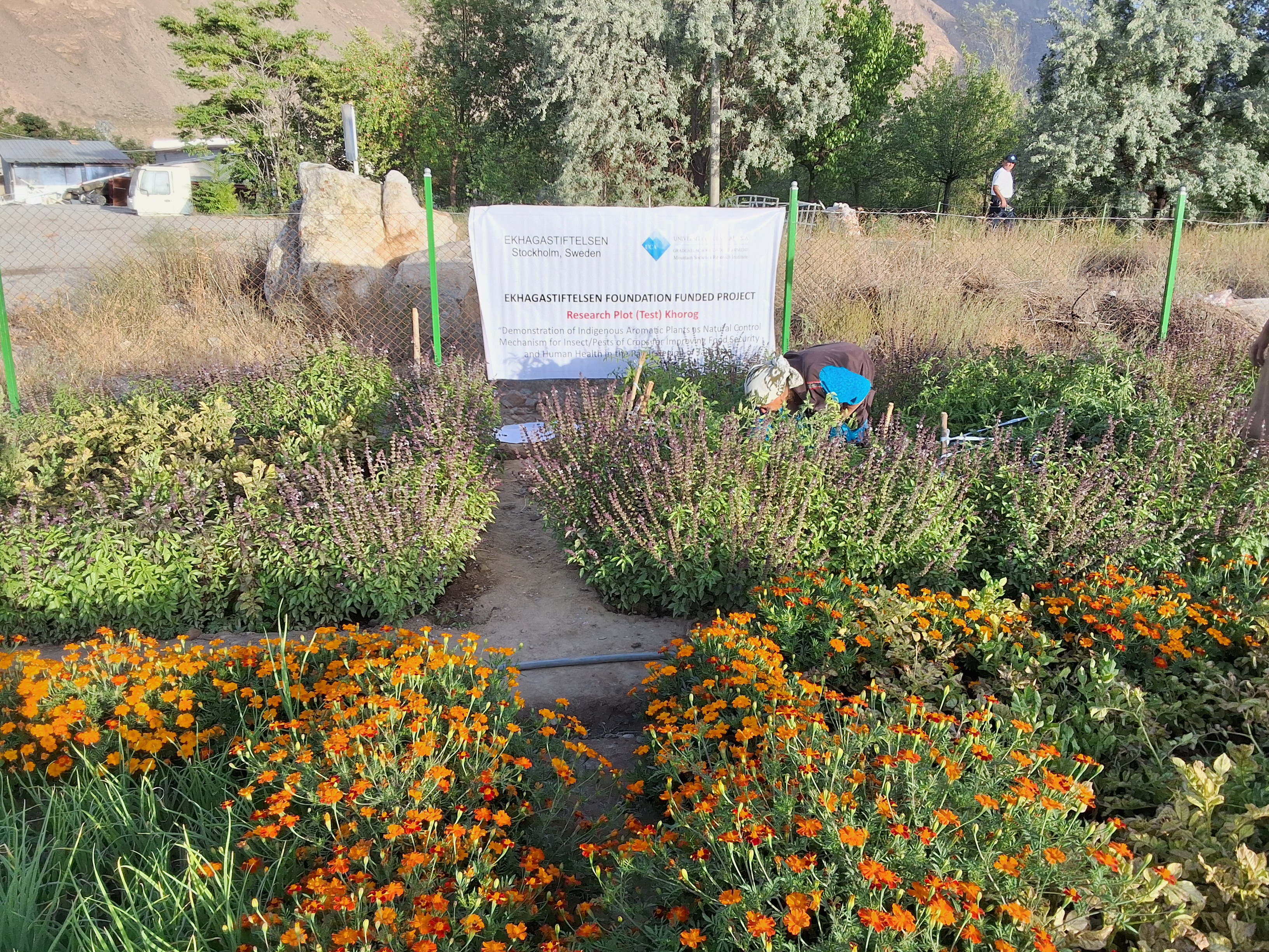 Aromatic Plant Research Plot Khorog Campus 1