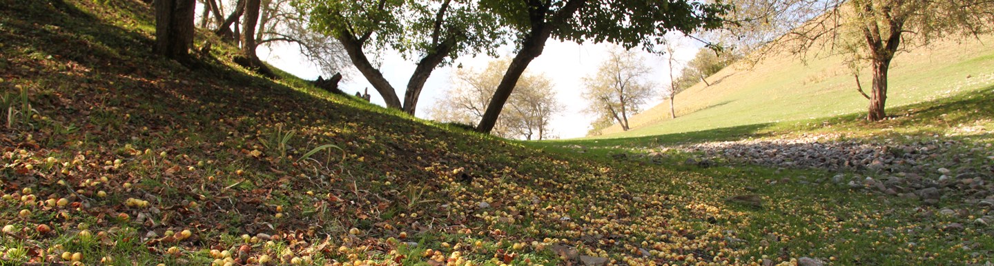 Conservation And Research Of Wild Fruit Species In Western Tian Shan